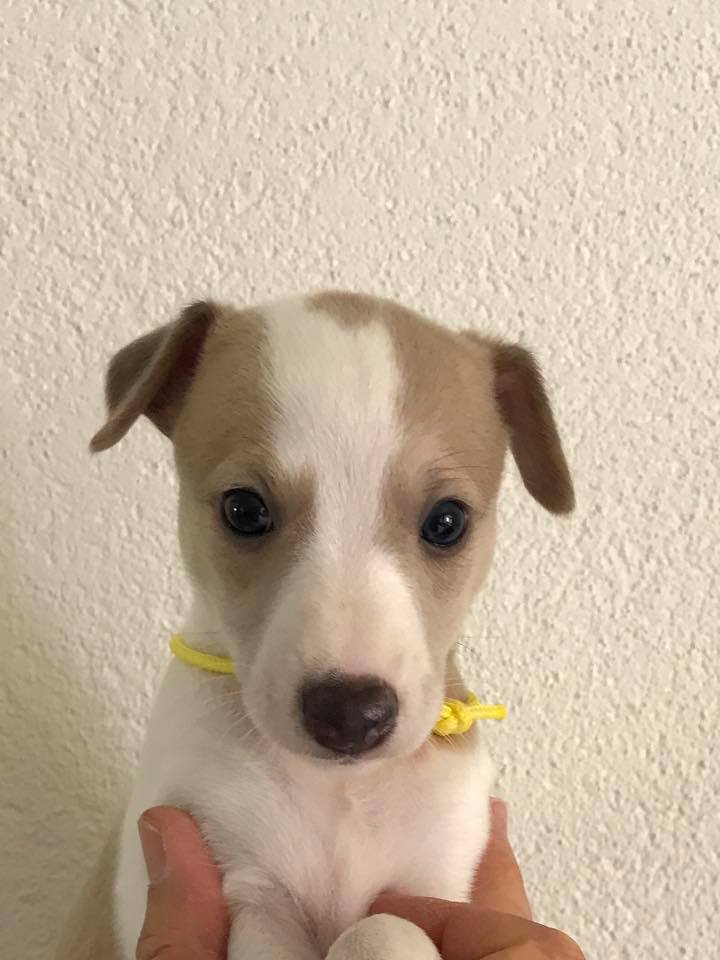 Geeltje 5 w 1 d hoofd