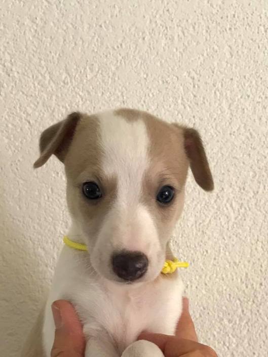 Geeltje 5 w 1 d hoofd