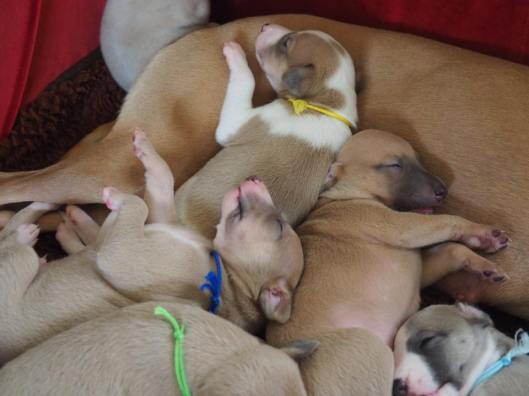 Hele groepje pootjes in de lucht