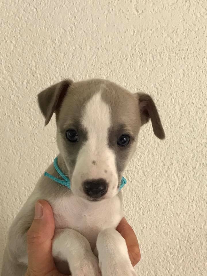 Turqoise 5w 1d hoofd