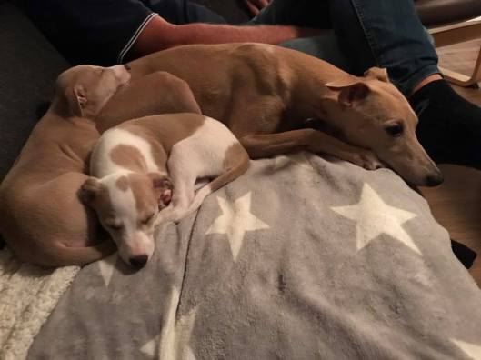 Aprille met Coco en Pixel