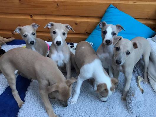 Chloe Coco Lotta June