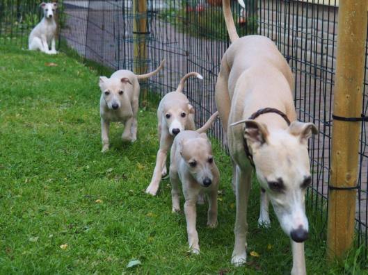 Niccolo en pups