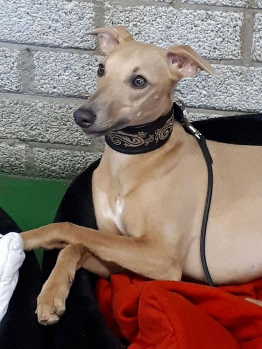 28034523_1619679774746705_783537023_o