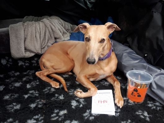 29062860_1650191145028901_1297515753334898688_o