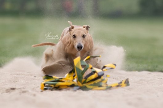 60539477_2531149220252011_5204430387614318592_o