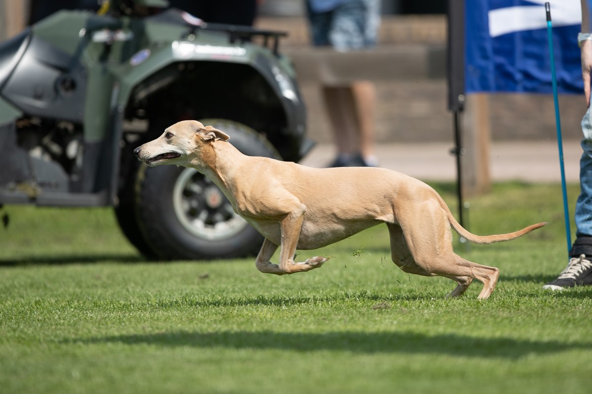 65386033_2302831726464210_764686177927168000_o