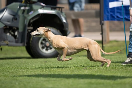 65386033_2302831726464210_764686177927168000_o