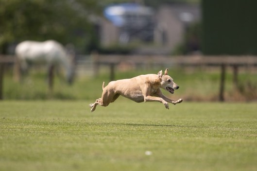 65466353_2302831806464202_967481880670633984_o