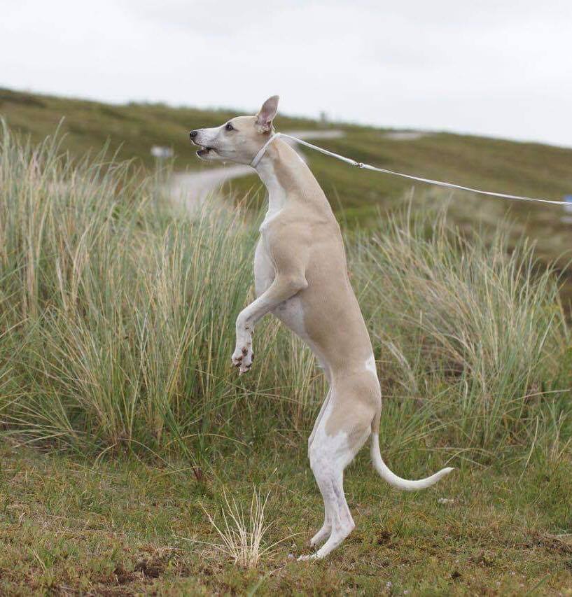 66664897_10219610964164937_8623296914407817216_n