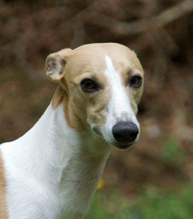 69009091_1296320237206444_6883399447980539904_n