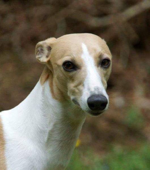 69009091_1296320237206444_6883399447980539904_n